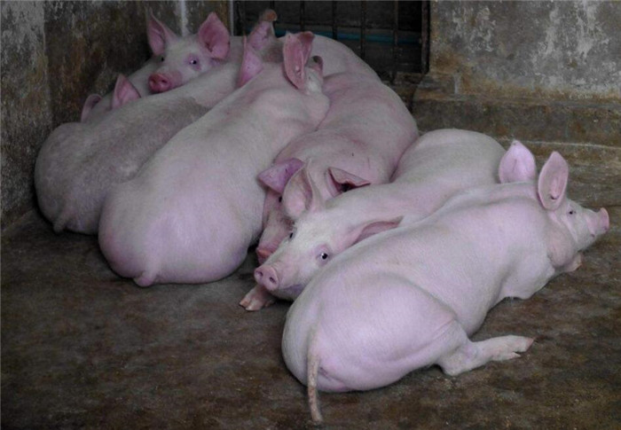 最近很多养猪户反应以下几种问题增多：1、保育阶段出现腹泻、呕吐、转圈、尖叫，用药无效后出现死亡。2、早晚间出现咳嗽、用药效果不好后紧接着采食量下降，腹式呼吸、留浓性鼻涕。3、50斤左右猪只突然发病体温40°C扎推、流泪、留鼻涕、粪便干燥。4、自繁自养电子游艺网站
母猪子宫炎、不发情，返情情况增多。