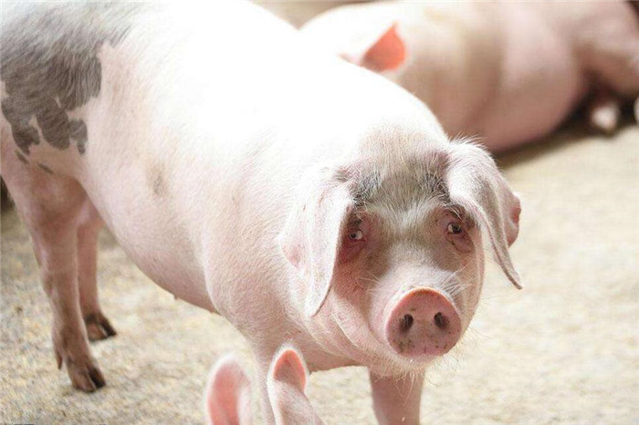 太揪心！近期电子游艺网站
又高发这4种疾病，要重视！