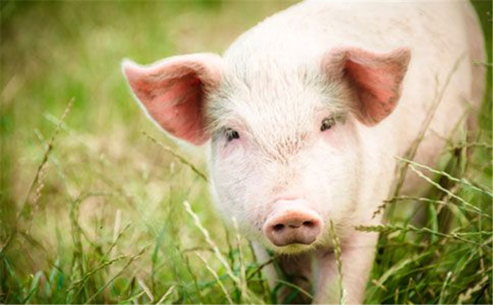 如今养猪行情不太好，很多人开始盲目降低成本甚至放弃这个行业，小编想说在现在这个行情下，最重要的还是要把猪养好，只有把猪养好了，就算不赚钱也不会赔钱，收益迟早都会上涨的。如何把猪养好？一谈到这个话题，很多养猪的朋友都会有自己的小窍门，但是有一点很容易被忽视，那就是适宜的饲养密度。湖北的这位朋友就是做到了这一点，把猪养的很好，别人赔钱他赚钱。