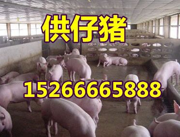 山东仔猪交易市场！电话15266665888