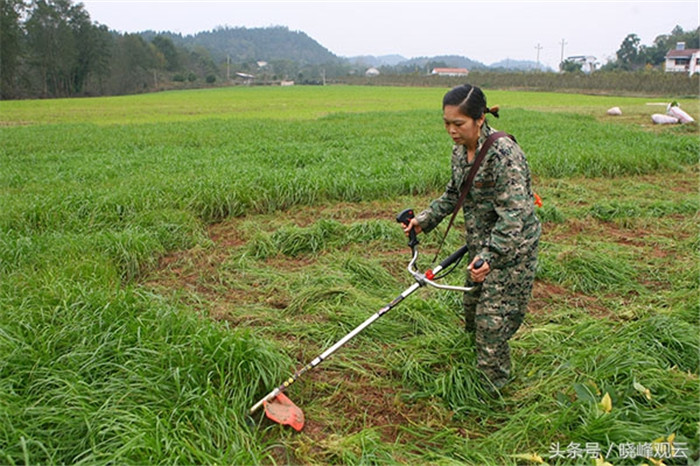 农场工人在打猪草，电子游艺网站
周围种植了大面积的青饲料。 
