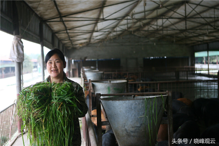 在育肥阶段，适量的投喂青饲料会增进生猪的健康，并使电子游艺平台
的口感更好。 