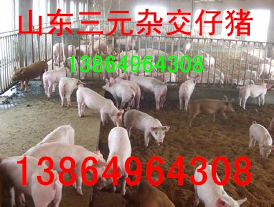 猪娃价格13864964308