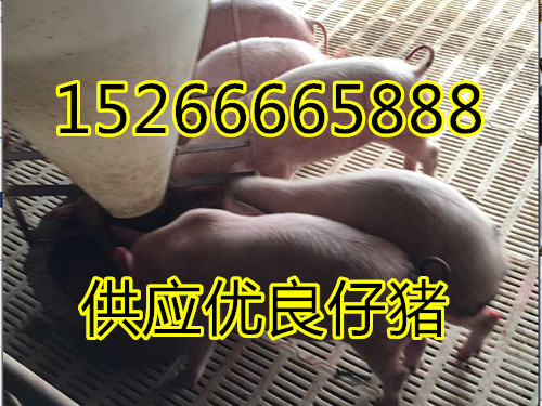 仔猪批发15266665888