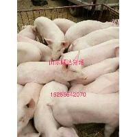 三元仔猪繁育基地价格15266642070
