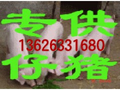 山东仔猪价格报价13626331680