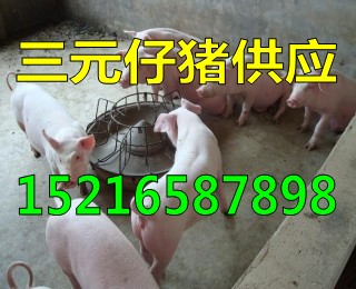 山东仔猪供应价格15216587898
