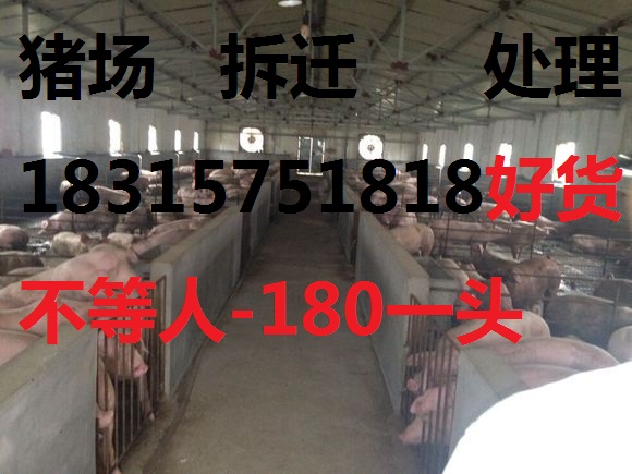 山东最大仔猪。苗猪批发市场18315751818包运输