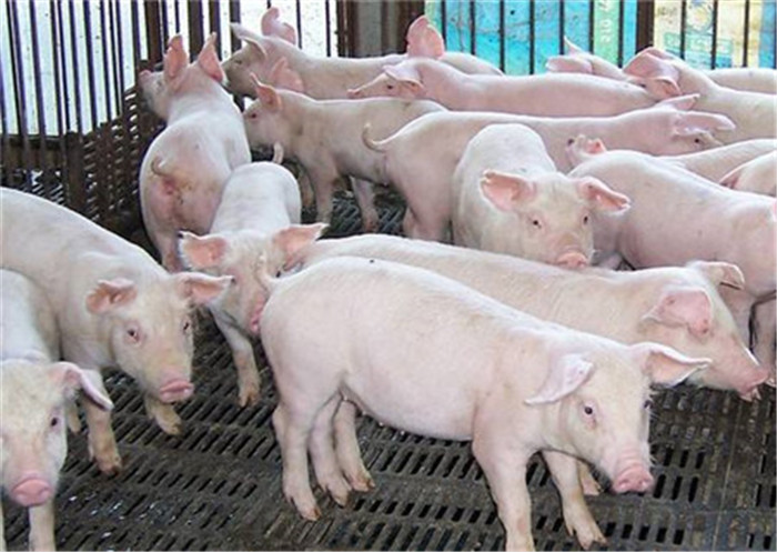 目前状态  在市场杠杆的调控下，出现猪价涨跌现象是属于正常的市场变化，每一位养猪经营者应理性看待猪价涨跌，切勿恐慌抛售一空直接关闭养电子游艺网站
，停产或转换行业。应考虑猪价低迷时期如何打这场持久战，在这种形势下求得生存和发展，实现猪价低迷时期养猪经济利益最大化。