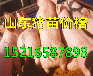 仔猪产地今日供应仔猪价格