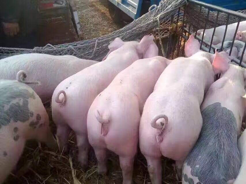 山东三元仔猪近期批发价格15266665888