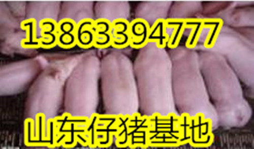 仔猪今天批发价格行情13863394777