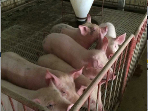 仔猪批发15266665888