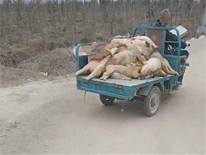 一名年轻大学生，靠着打工和借贷得来的钱，开了一家养电子游艺网站
。本以为只要聪明和努力，就可以换来好的结局。结果一夜之间，猪染上了猪瘟，猪圈的猪几乎染病全死了，损失惨重让小伙欲哭无泪。小伙不服哭诉能否重头再来。