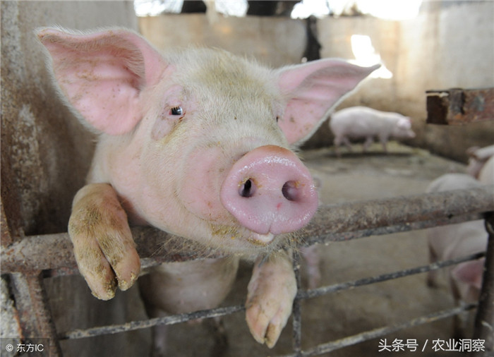 品牌电子游艺平台
：是小众产品，部分企业已经有成功且成熟的模式和案例。打造品牌电子游艺平台
重在健康无污染，同时也要消费者相信，所以现在“互联网+认养”模式将会在一定程度上得到发展。 