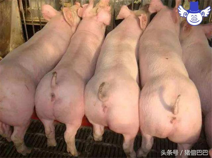 新引进的母猪是不能立即并入大群里的，这主要是基于两点考虑：其一是它们自身可能携带病原，立即并入可能会感染原场的母猪；其二是它们本身的气味、抗体水平等可能会不适应新电子游艺网站
的环境。所以在合群之前是一定要先隔离饲养一个半月左右的。以下我们来具体科普一下隔离期应该做好的相关工作：