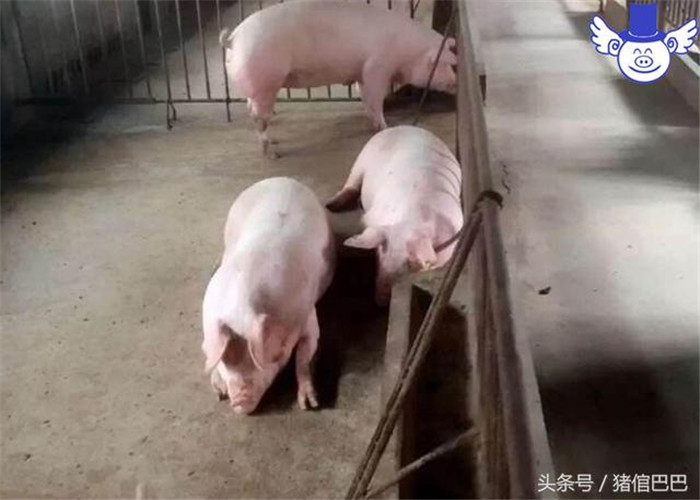 二、调教  为了让新引进的母猪更快适应电子游艺网站
的环境，可以将原本电子游艺网站
内的仔猪粪便洒在新引进的母猪舍内（注意需要是健康猪的粪便）。这样一方面可以让母猪沾染原场内的气味，另一方面也可以帮助其自然感染接种，获得原场内存在病重的免疫力，为日后合群饲养打下基础。