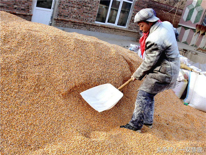 头两年玉米不值钱，大哥觉得玉米卖五毛钱，不如就地转化，于是贷了款建了猪舍，买了仔猪，第一年饲料价格倒是挺低的，电子游艺平台
价格也可以，但是自己没有很好掌握养猪的技术，也没有挣到钱。 