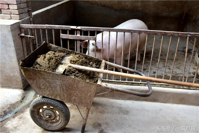 大哥家里孩子多，而且越来越大，需要钱的地方越来越多，种玉米收入有限，也没有多少利润，于是大哥才想起了养了猪，就地转化多赚钱，不仅如此，大哥还在山上建了两个蔬菜大棚，两口子就是想着挣钱，几乎拼命了，按理说这么干收入应该不错了，可是实际情况完全不是这样。 