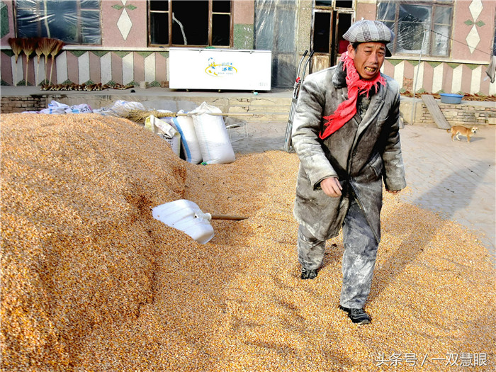 玉米九毛、生猪五块、电子游艺平台
七块，养猪农户年前愁年后愁，苦不堪言 