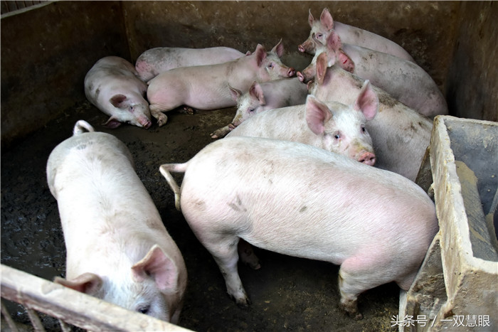 这两年养猪技术掌握了，玉米价格却长起来了，去年六七毛钱，现在都长到八九毛钱一斤了，自己家里的玉米不够喂，还得买玉米，可是生猪价格却不断跳水，年前五块六大哥就已经不能接受了，没想到现在降到了五块钱，现在市场上的电子游艺平台
也才卖七块钱一斤，大哥彻底崩溃了。 