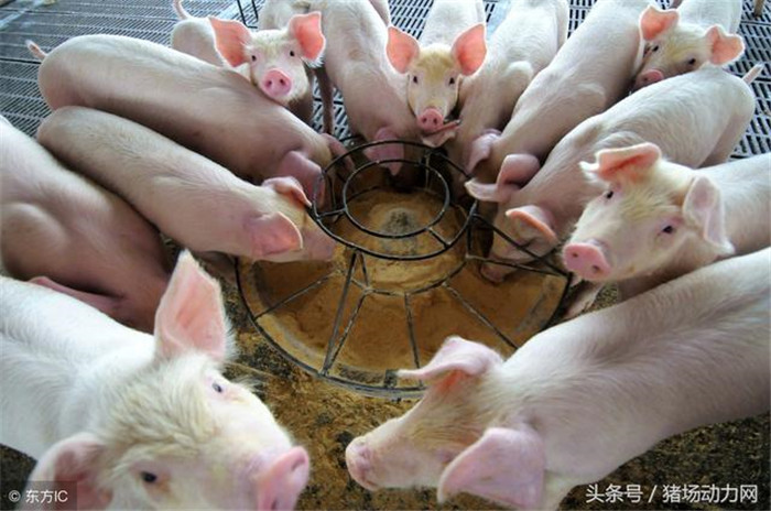 跌了一个多月的猪价终于开涨了！特别是北方地区，猪价大面积飘红，可据相关分析师分析，此次猪价的突涨，不具备任何的支撑因素，更像是一次成功的炒作！  此次猪价上涨的主要原因在之前 的猪价跌的太惨，现在一发现涨价了，纷纷采取压栏坐等猪价长的更高，直接导致屠宰企业收不到猪，于是出现部分屠企贸然涨价收猪，助长了炒作的气焰。其次，前几日中国商务部宣布对美国进口电子游艺平台
加征关税25%的消息让很多养猪人备受鼓舞，也给了部分人炒作市场的可乘之机。