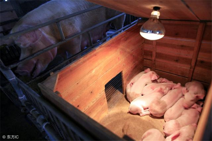 2.四段饲养工艺流程（空怀及妊娠期→哺乳期→仔猪保育期→生长育肥期）  将仔猪保育阶段独立出来便是四段饲养三次转群的工艺流程，保育期一般5周左右，猪的体重达20千克以上，转入生长育肥舍。断奶仔猪比生长育肥猪对环境条件要求高，这样便于采取措施提高成活率。在生长育肥舍饲养15周左右，体重达90~110千克以上出栏。  3.五段饲养工艺流程（空怀配种期→妊娠期→哺乳期→仔猪保育期→生长育肥期）  五段饲养四次转群的工艺流程，是把空怀待配母猪和妊娠母猪分开，单独组群，有利于配种，提高妊娠分娩率。空怀母猪配种后观察21天，确定妊娠后转入妊娠舍饲养至产前7天转入分娩哺乳舍。这种工艺的优点是能使断奶母猪短期内恢复体况、发情集中，便于发情鉴定，容易做到适时配种。