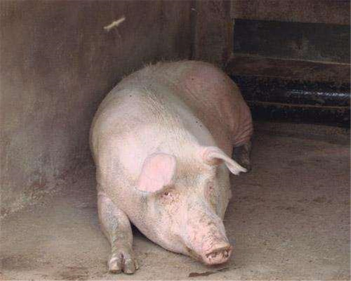 一、空栏消毒：空栏消毒采取层层检查，由助理或场长验收合格方可进猪，重点检查饮水系统、栏片下面、缝隙、饲料房、门窗、风机等。