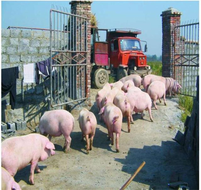 五、断奶：  1、断奶与上市添加VC等抗应激药抗应激。  2、断奶后不上料与弱小仔猪，集中补水料。  3、栏内挂玩具，减少打架。