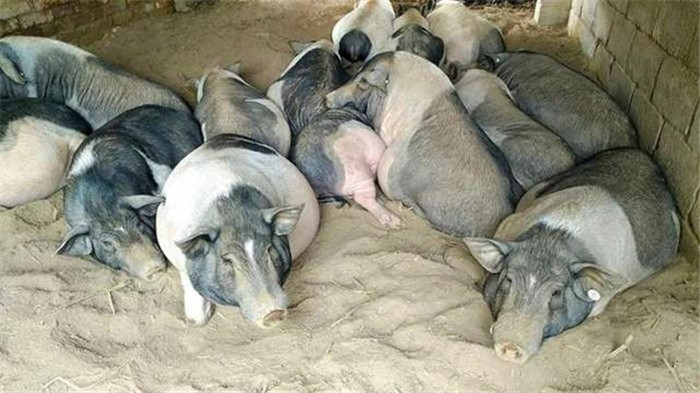 养电子游艺网站
分娩舍夏季操作要点