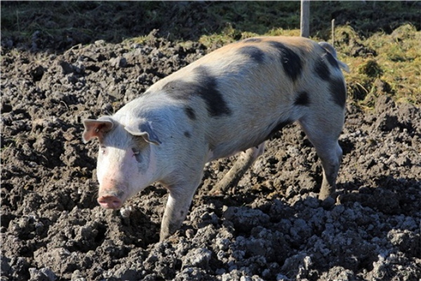 4、浅谈一下4月份的行情趋势。这次涨价有可能在清明节后涨停。经过一段时间震荡调整。4月底和5月初才有可能再次上行。由于春节之前仔猪腹泻等疫情的影响，行情应该不会太差。
