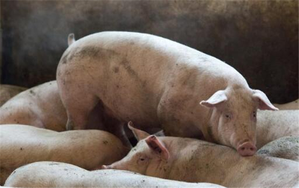 2、中期看生猪价格  根据生猪周期回顾到2011年-2013年期间，2011年生猪达到最高价，2012年开始下跌，在2012年底-2013年初，生猪价格共下跌7.5元/公斤。回到本次猪周期，2016年猪价达到顶峰，2017年底-2018年初猪价出现大幅下跌。而2012年全年的生猪价格仅比2013年高0.15元/公斤而已，养猪人以此类推，2018年的生猪价格会比2017年有小幅下跌，但全年依然会有一定的盈利。