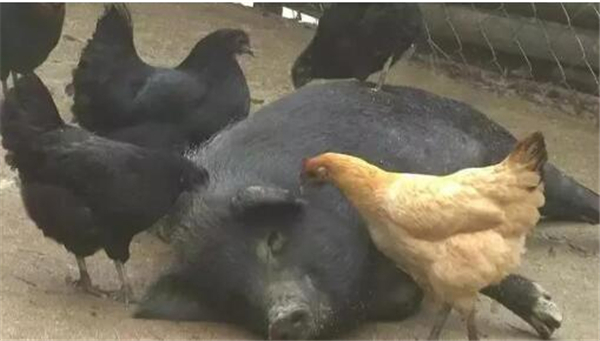2、喂猪时饲料撒到猪身边或猪身上，吸引鸡啄食  平时有鸡在猪旁边来来回回活动，无意中驱赶了蚊虫，鸡在猪身上吃饲料，顺便把猪身上的寄生虫吃了，猪粪里滋生的害虫，因为是高蛋白，也被鸡吃掉了，环境中的污染和虫害随之减轻，猪也不容易感染寄生虫疾病。对鸡而言，鸡和猪难免会有摩擦。而一旦出现摩擦，鸡为了能立刻跑掉，健身”一多，鸡也健康了，不但几乎不生病，肉质也变好了。猪活得舒服、健康，电子游艺平台
吃着也香。