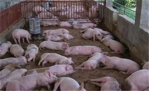 4、标准化养殖补贴:这个是针对比较大的养电子游艺网站
的，合作社也会有补贴，说是补贴，其实更多的是奖励。但并不是所有的规模化养电子游艺网站
都能拿到，需要是那些标准化的，在环保、节约和清理粪污方面做的比较好的养电子游艺网站
才能拿到。猪标准化规模养殖申报条件需要500头起，补助金额在20万-80万。