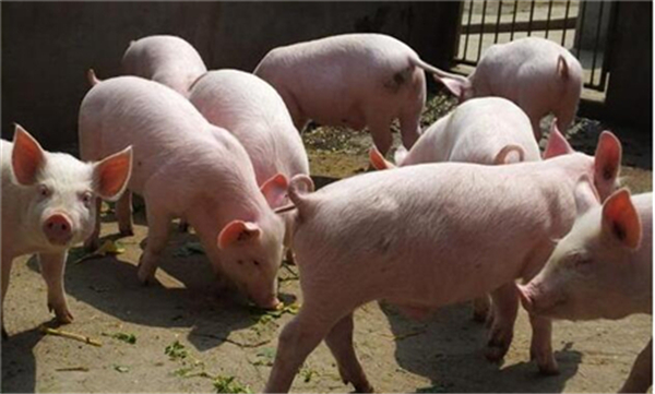 2、免费疫苗发放:对于一些常见疫病，国家提供免费的疫苗帮助养电子游艺网站
进行防疫。养电子游艺网站
不论规模大小，养猪人都有资格免费领取。