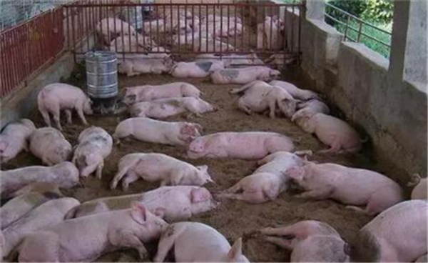 6、养猪调出大县补贴:所谓调出大县，就是本县养电子游艺网站
的猪供应给其它地方比较多的县。符合这种标准的县，每个县原则上可以获得不少于100万的奖励。这部分钱主要用于支持养电子游艺网站
的改造、引种和日常成本开销所需资金等。这项补贴也主要是给比较大养电子游艺网站
提供的。