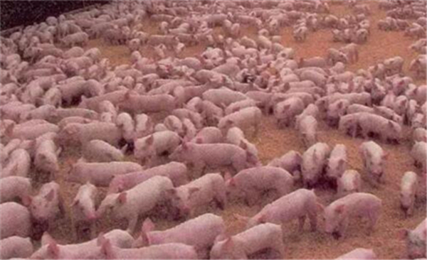 5、养猪良种补贴:对于那些使用优良种猪对养电子游艺网站
的生猪品种进行改良的养电子游艺网站
，由国家发放补贴。这项补贴主要是为了保护种猪资源，提高猪的疫病防控能力和生产效率等，从而促进生猪品种的不断进步革新。养殖的母猪存栏30头以上的每头40元。