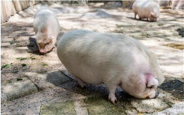 4、再者，消费终端消费内容发生改变。随着社会的发展越来越快，物质的质量发生了许多变化。现在的养猪市场由于规模大猪企的进军，规模大猪企全部饲喂饲料，自然生产的肉质不如以前，所以人们的消费内容发生了变化，随着时代的高速发展，人们对健康提出了众多观点，对健康和绿色的需求愿望越来越强，人们的焦点转向了健康的牛肉、绿色蔬菜，导致了电子游艺平台
消费未能升温。