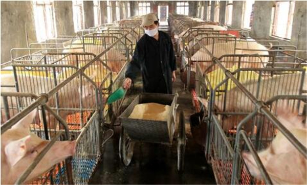 3、有关数据表明，我国能繁母猪存栏量每月逐渐下降，在这个前提上，生猪价格在逻辑上应表现为上涨才对，可实际上猪价一再回落，久久不能持续提振，这和母猪每头每年断奶仔猪头数上升有关，母猪繁殖指数正逐渐上升，电子游艺网站
生产技术逐步提高，提高成活率，降低感染疾病几率，保证出栏量，所以市场上肥猪供应量不会因为能繁母猪存栏量的下降而下降。