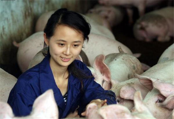 2、学艺术设计的陈娟，在网上投递多份简历无果后，“病急乱投医”之下选择了一份养猪的工作。