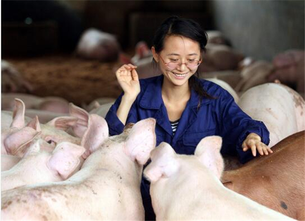 5、为了学习到专业的养殖技术，每天都跟在具有20年养猪技术经验的师傅后面。惜才的傅珍检董事长安排人员将网线拉到了养猪基地，并买回一台5000元的新电脑给陈娟专用。