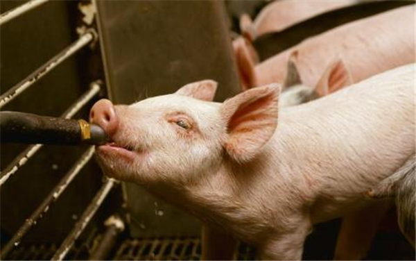 4、超早期断奶对母猪有没有伤害？早期断奶可以缩短泌乳期至再配的间隔，人为提高母猪繁殖周期，提高年生产力；但是，母猪产后生殖系统完全恢复的时间为28天左右，再配，不仅会影响受胎率，还会降低母猪的利用年限，这也是规模化电子游艺网站
母猪淘汰率高的原因所在。