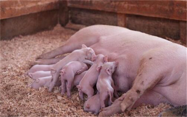 2、出于不同的养殖方式或需求，上面的答案皆有可能，不存在“最佳断奶日龄”的这种绝对命题；仔猪由于本身很脆弱，新陈代谢旺盛，消化功能尚未发育成熟，抵抗疾病能力低下，容易发生腹泻等问题；超早日龄断奶，仔猪成活率低，反之，饲养成本上升、母猪利用率下降；那么如何找到断奶日龄与饲养成本的平衡点呢？21日龄断奶是当前规模化电子游艺网站
的首选。