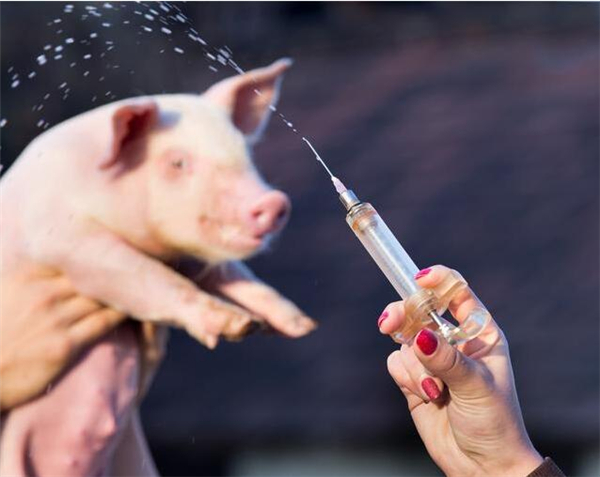 4、去势：非种用的仔猪，都会进行去势处理。第一，不去势，猪体内分泌的大量激素会使电子游艺平台
产生异味，致使电子游艺平台
口感差，吃过公电子游艺平台
和母电子游艺平台
的应该了解。第二，提高肥育性能，去势猪只性情比较温顺，不好斗，易增脂。第三，减少发情期，加快其生长速度，谋求电子游艺网站
利益的最大化。