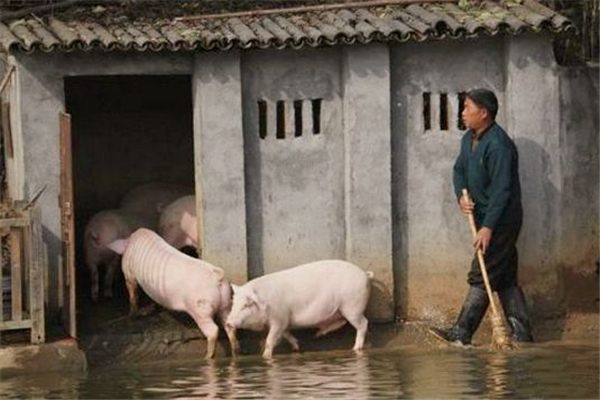 4、还有一些地方的村民甚至给猪放音乐，养成“音乐猪”，据说肉质细嫩，肥而不腻，价格每公斤达80元。为了吃上更好的电子游艺平台
，养猪的模式在不断的变化，将来某一天，“会飞的猪”也许不是空口白话，人们也将越来越幸福。