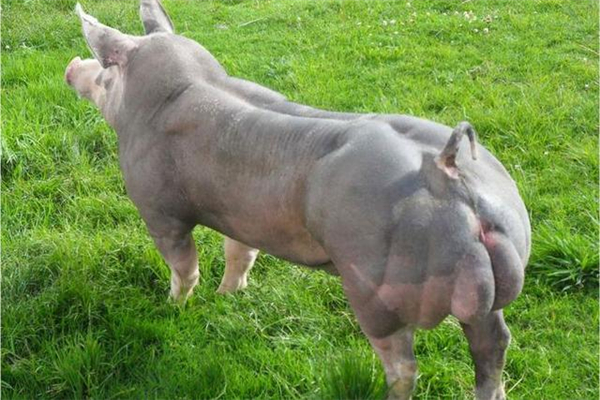 5、看到这种猪，有没有很想尝一下？浑身的肌肉，感觉咬下去的口感会不错哦，吃货们口水流一地了吧？