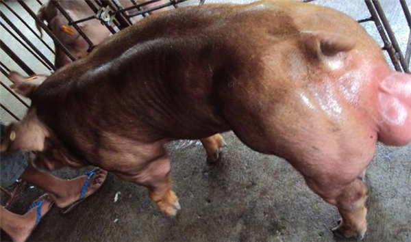 4、杜洛克猪头较小而清秀，脸部微凹，耳中等大小，略上前倾。腰身长，腿臀、卜满、被毛暗红色。