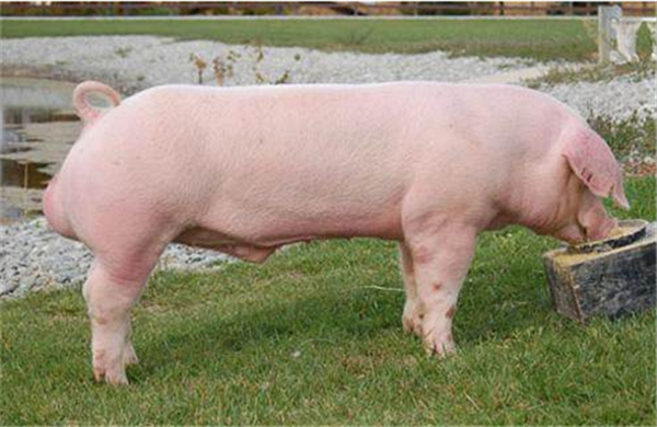 4、如今卷毛猪被引入英国，规模化养殖，这一物种在消失37年后再次出现。