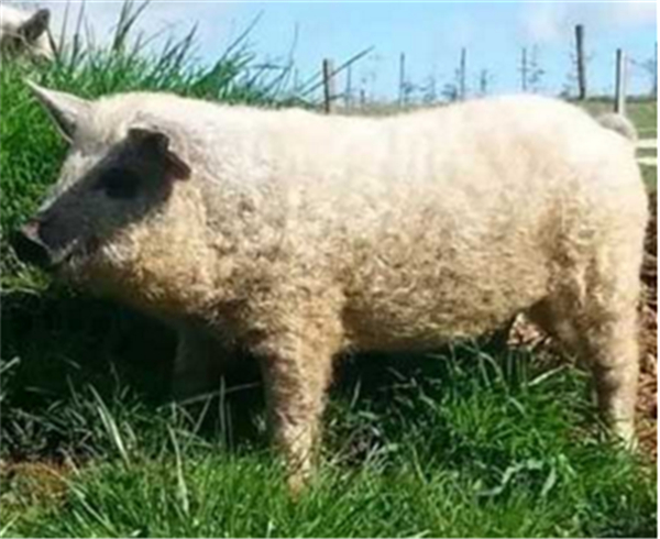 2、早在20世纪初，卷毛猪在奥匈帝国大地上非常风靡，是匈牙利的国宝。当时卷毛猪的价格就达到1000美元一头，是普通猪价格的五倍。