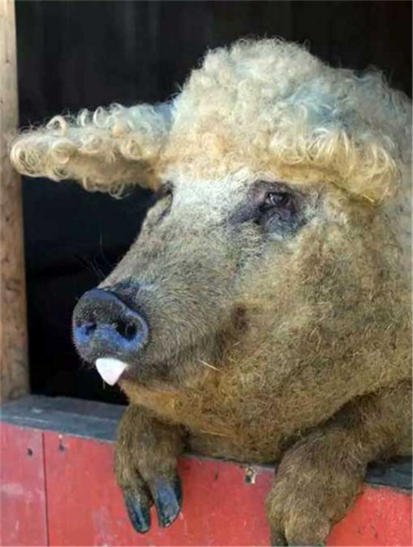 3、可惜的是，在上世纪70年代卷毛猪因为种种原因灭绝。幸而人们在匈牙利找到卷毛猪的裔种，科学家经过繁育，再次培育出了卷毛猪。